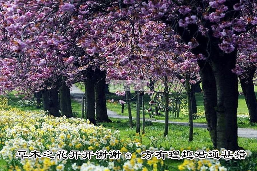 草木之花.jpg