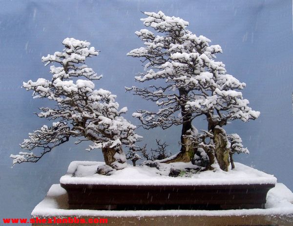冬季盆景1.jpg