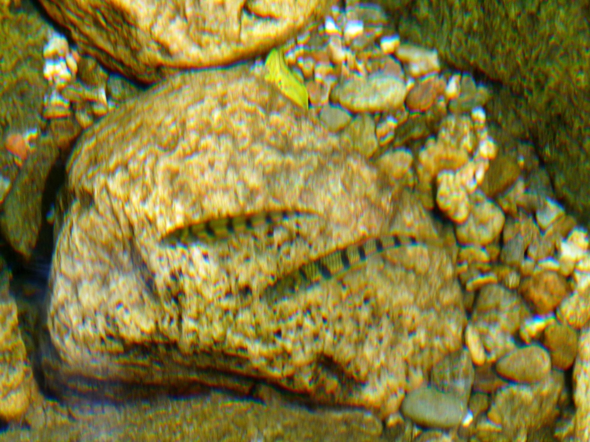 石斑鱼 (2).jpg