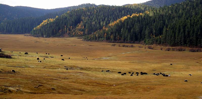 宽广的草原上牦牛正在啃着草皮。