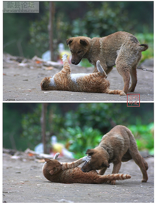 咱家的猫咪4.jpg