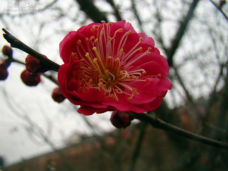 春到花开