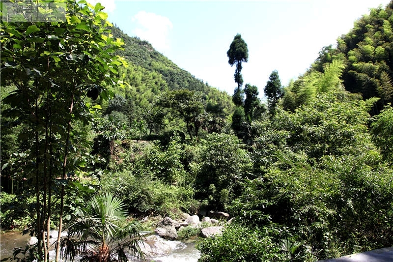 上丰岩源壑壁幽深，茂林修竹，万亩茶园，高山流水，景色十分优美，这里还是革命传统的.jpg