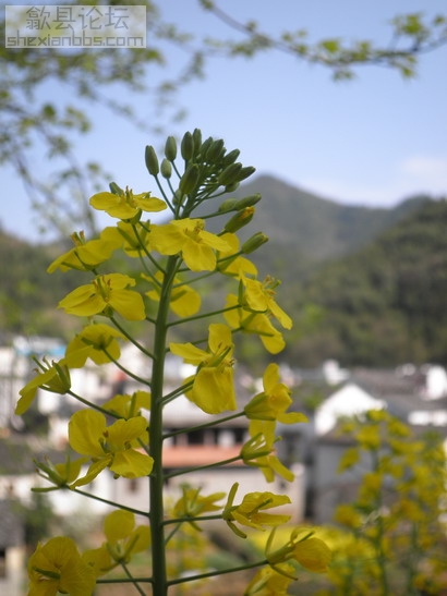 小花一朵，卡片机