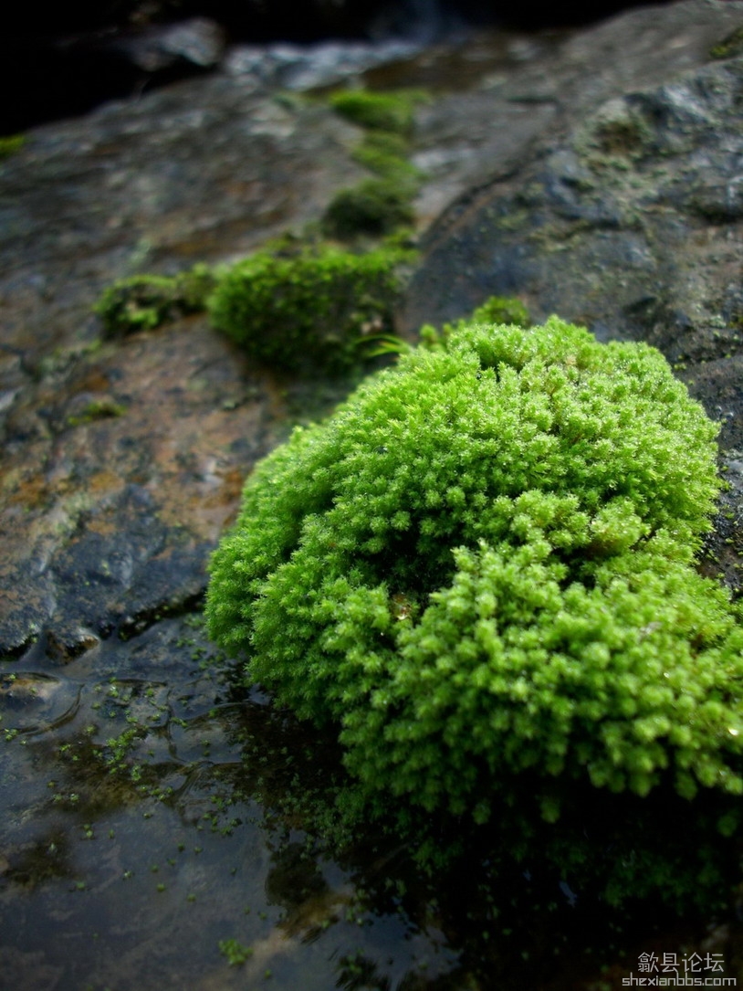 溪水  青苔  炎夏