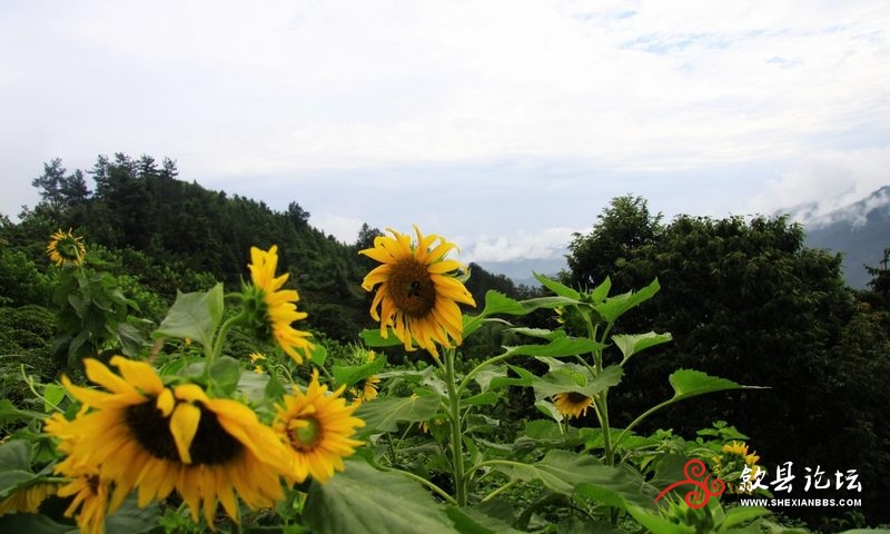 歙县坡山雨后更醉人 (3).jpg