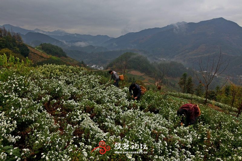 秋季坡山 (7).jpg