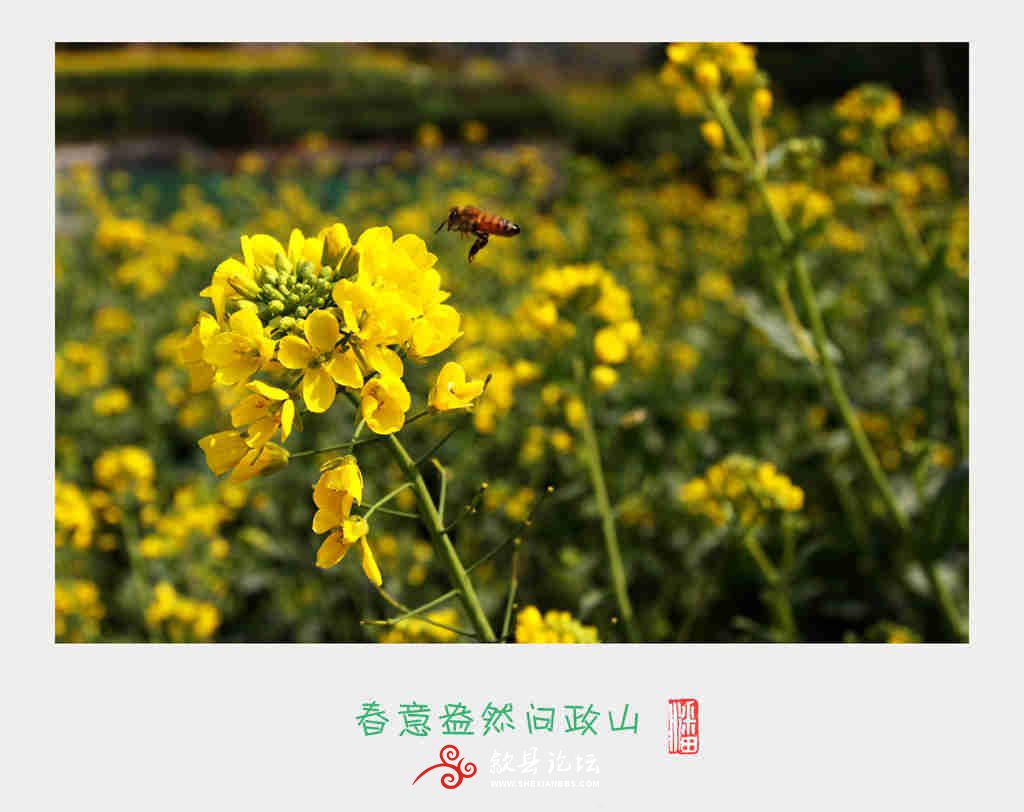 3蜂采花.jpg