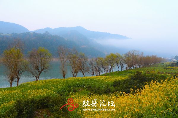 油菜花开的季节