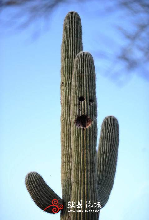 waving-cactus.jpg