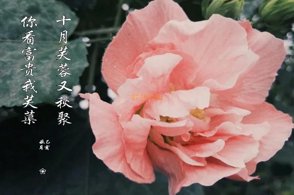 芙蓉.jpg