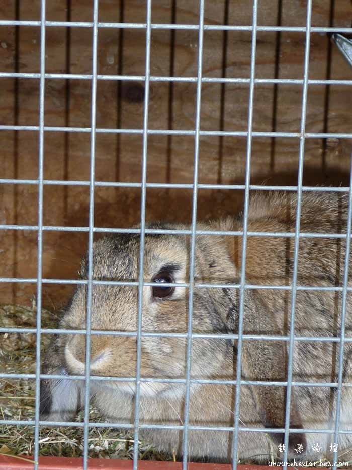 Jan 的兔子2.jpg
